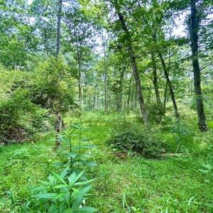 Photo #67 of SOLD property in 3598 Lower Fork Rd, Williamsville, VA 22.2 acres