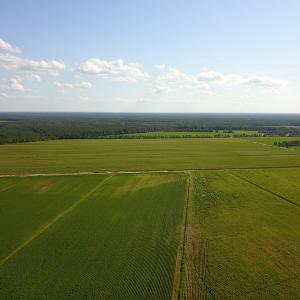 Photo #11 of SOLD property in Off Shiloh Rd, Ivanhoe, NC 1,153.0 acres