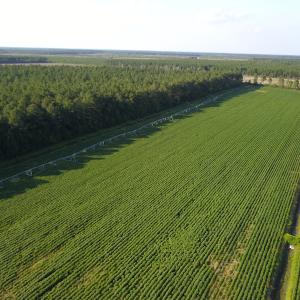 Photo #19 of SOLD property in Off Shiloh Rd, Ivanhoe, NC 1,153.0 acres
