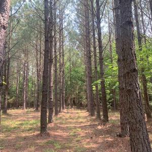 Photo #42 of SOLD property in 1129 Parsons Lane, Lunenburg, VA 104.3 acres