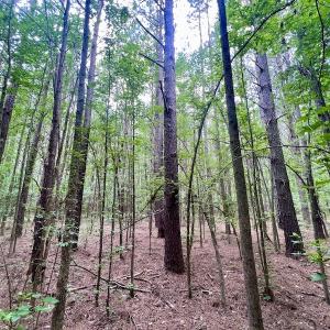 Photo #21 of SOLD property in Off Wilcox Ln, Vanceboro, NC 57.8 acres