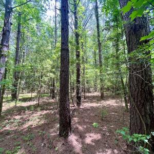 Photo #23 of SOLD property in Off Wilcox Ln, Vanceboro, NC 57.8 acres