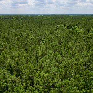 Photo #24 of SOLD property in Off Wilcox Ln, Vanceboro, NC 57.8 acres
