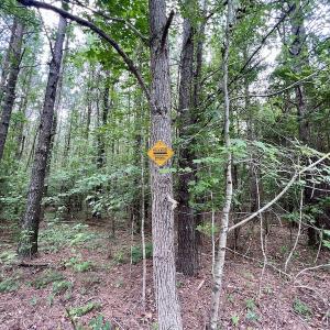 Photo #27 of SOLD property in Off Wilcox Ln, Vanceboro, NC 57.8 acres