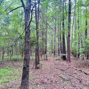Photo #28 of SOLD property in Off Wilcox Ln, Vanceboro, NC 57.8 acres