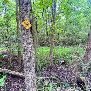 Photo #29 of SOLD property in Off Wilcox Ln, Vanceboro, NC 57.8 acres