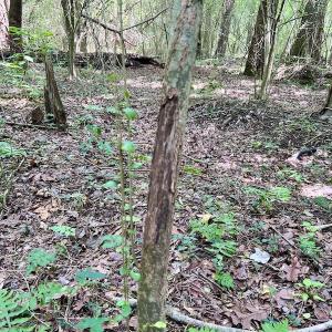 Photo #38 of SOLD property in Off Wilcox Ln, Vanceboro, NC 57.8 acres