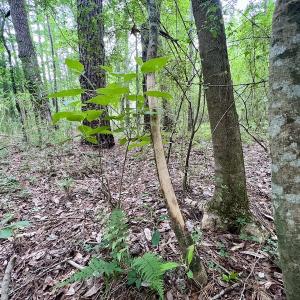 Photo #39 of SOLD property in Off Wilcox Ln, Vanceboro, NC 57.8 acres