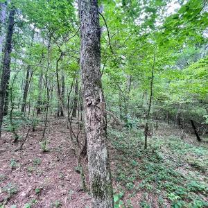 Photo #40 of SOLD property in Off Wilcox Ln, Vanceboro, NC 57.8 acres