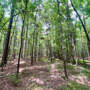 Photo #48 of SOLD property in Off Wilcox Ln, Vanceboro, NC 57.8 acres