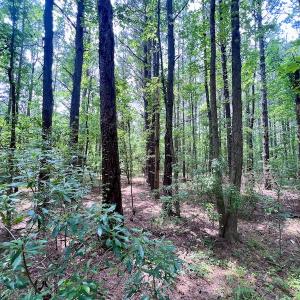 Photo #49 of SOLD property in Off Wilcox Ln, Vanceboro, NC 57.8 acres