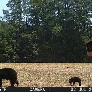 Photo #50 of SOLD property in Off Wilcox Ln, Vanceboro, NC 57.8 acres
