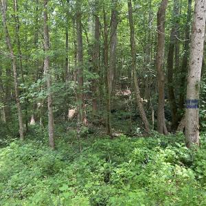 Photo #5 of SOLD property in Off Powells Mill Road, Warrenton, NC 15.0 acres