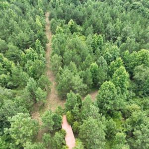 Photo #4 of SOLD property in Off Powells Mill Road, Warrenton, NC 15.0 acres