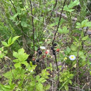 Photo #8 of SOLD property in Off Powells Mill Road, Warrenton, NC 15.0 acres