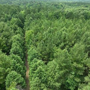 Photo #16 of SOLD property in Off Powells Mill Road, Warrenton, NC 15.0 acres