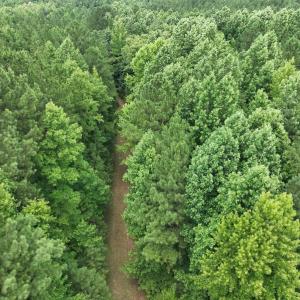 Photo #17 of SOLD property in Off Powells Mill Road, Warrenton, NC 15.0 acres