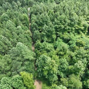 Photo #21 of SOLD property in Off Powells Mill Road, Warrenton, NC 15.0 acres