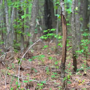 Photo #12 of SOLD property in Off Mill Creek Road, Roxboro, NC 49.0 acres