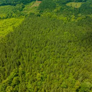 Photo #18 of SOLD property in Off Mill Creek Road, Roxboro, NC 49.0 acres