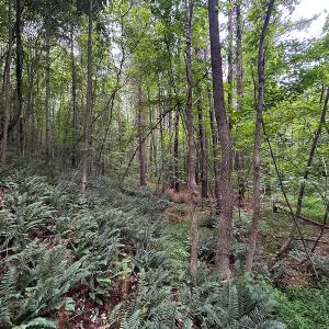 Photo #20 of SOLD property in Off Mill Creek Road, Roxboro, NC 49.0 acres