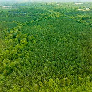 Photo #24 of SOLD property in Off Mill Creek Road, Roxboro, NC 49.0 acres