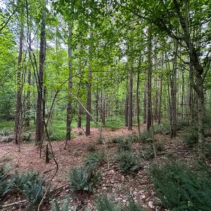 Photo #35 of SOLD property in Off Mill Creek Road, Roxboro, NC 49.0 acres
