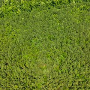 Photo #45 of SOLD property in Off Mill Creek Road, Roxboro, NC 49.0 acres