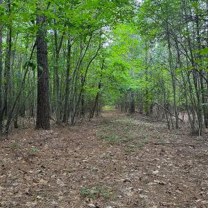 Photo #48 of SOLD property in Off Mill Creek Road, Roxboro, NC 49.0 acres