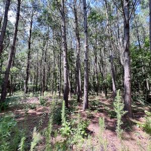 Photo #12 of SOLD property in Off Hewitt Rd, Richlands, NC 13.0 acres