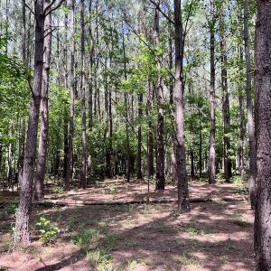 Photo #13 of SOLD property in Off Hewitt Rd, Richlands, NC 13.0 acres