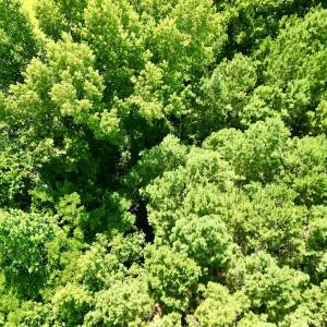 Photo #15 of SOLD property in Off Hewitt Rd, Richlands, NC 13.0 acres