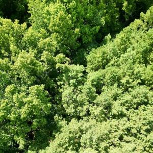 Photo #16 of SOLD property in Off Hewitt Rd, Richlands, NC 13.0 acres