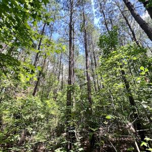 Photo #17 of SOLD property in Off Hewitt Rd, Richlands, NC 13.0 acres