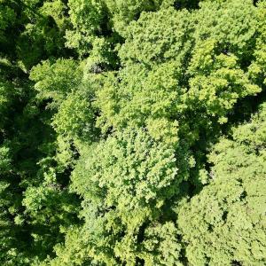 Photo #20 of SOLD property in Off Hewitt Rd, Richlands, NC 13.0 acres