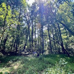 Photo #22 of SOLD property in Off Hewitt Rd, Richlands, NC 13.0 acres