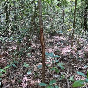 Photo #24 of SOLD property in Off Hewitt Rd, Richlands, NC 13.0 acres