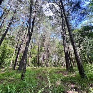 Photo #25 of SOLD property in Off Hewitt Rd, Richlands, NC 13.0 acres