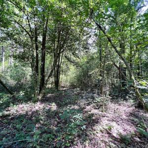 Photo #26 of SOLD property in Off Hewitt Rd, Richlands, NC 13.0 acres