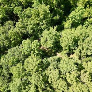 Photo #27 of SOLD property in Off Hewitt Rd, Richlands, NC 13.0 acres