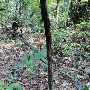 Photo #28 of SOLD property in Off Hewitt Rd, Richlands, NC 13.0 acres