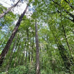 Photo #29 of SOLD property in Off Hewitt Rd, Richlands, NC 13.0 acres
