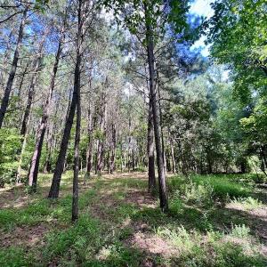 Photo #31 of SOLD property in Off Hewitt Rd, Richlands, NC 13.0 acres