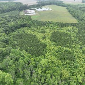 Photo #5 of 1229 NC Highway 305, Aulander, NC 120.0 acres