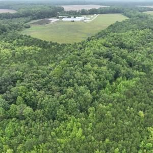 Photo #6 of 1229 NC Highway 305, Aulander, NC 120.0 acres