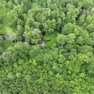 Photo #7 of 1229 NC Highway 305, Aulander, NC 120.0 acres