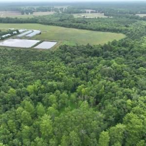 Photo #8 of 1229 NC Highway 305, Aulander, NC 120.0 acres