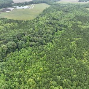 Photo #16 of 1229 NC Highway 305, Aulander, NC 120.0 acres