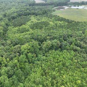 Photo #17 of 1229 NC Highway 305, Aulander, NC 120.0 acres
