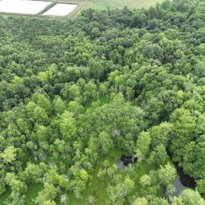 Photo #18 of 1229 NC Highway 305, Aulander, NC 120.0 acres